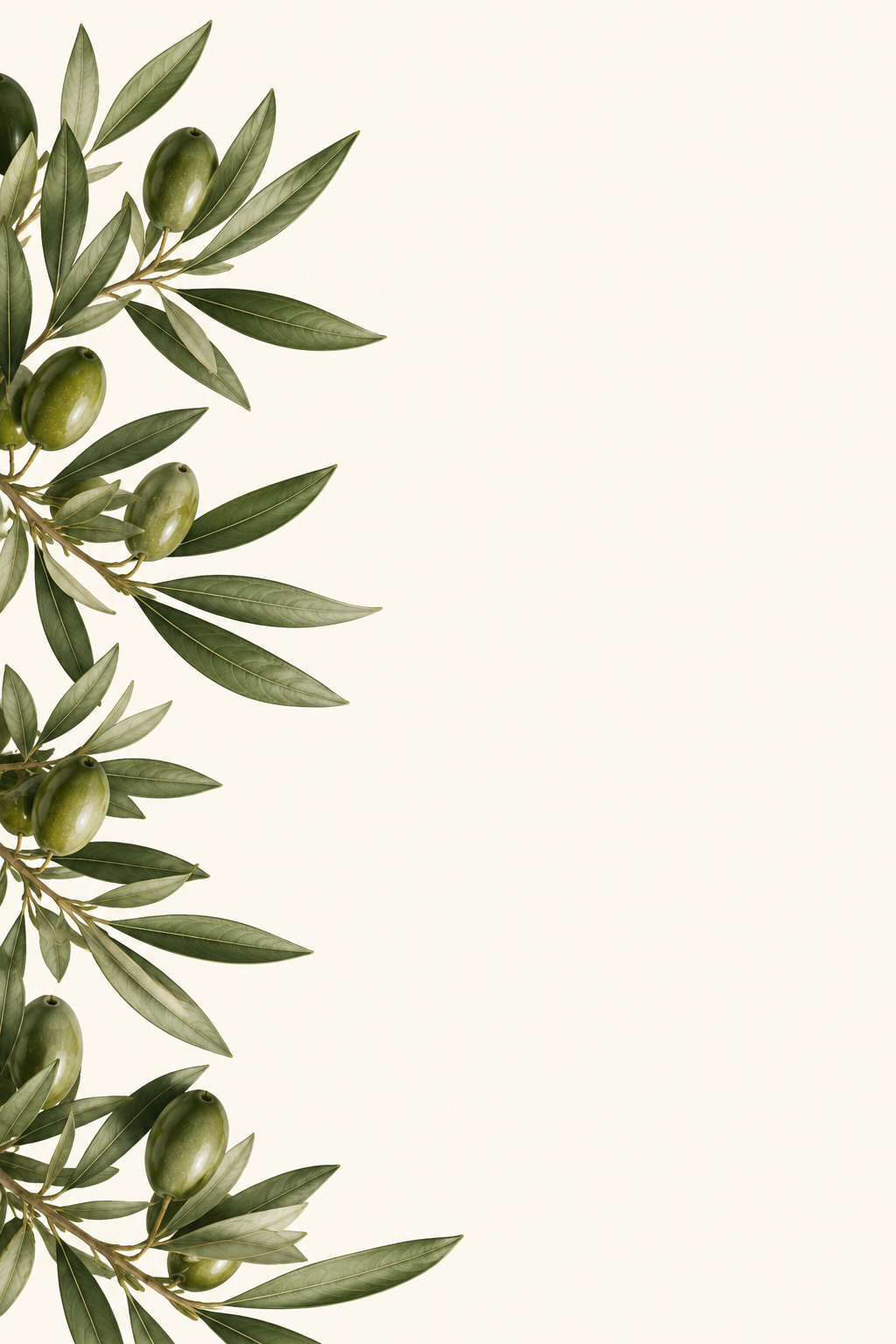 Olive Leaves